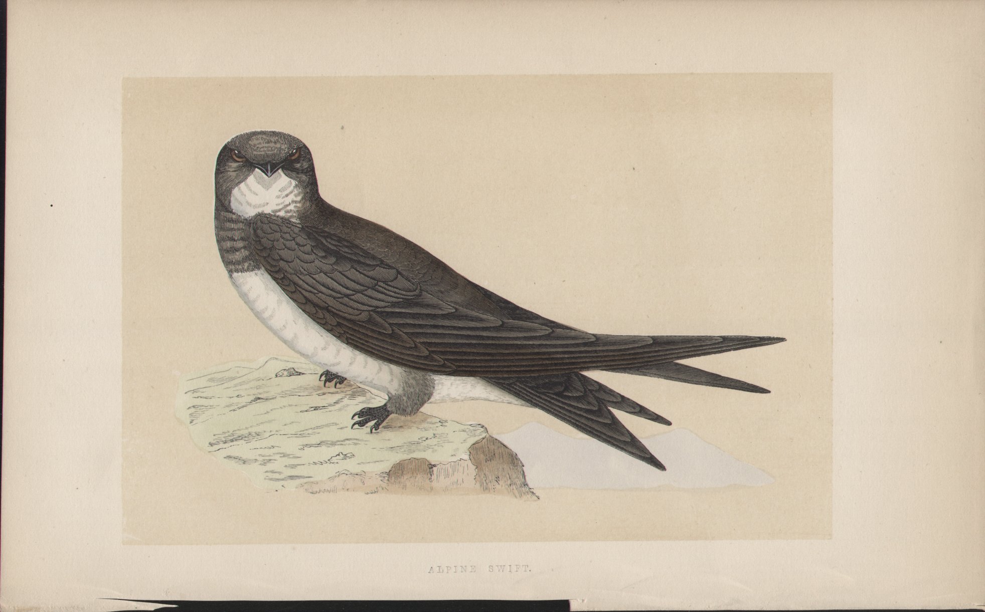 Wood - Alpine Swift - Fawcett